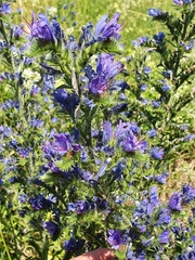 Echium vulgare