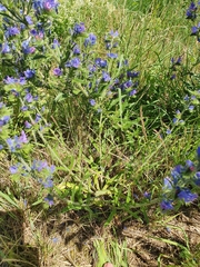 Echium vulgare