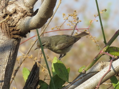 Vireo gilvus
