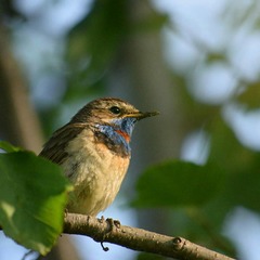 Luscinia svecica svecica