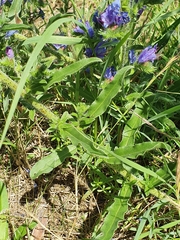 Echium vulgare