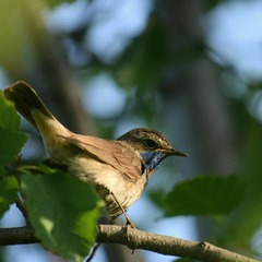 Luscinia svecica svecica