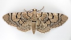 Eupithecia venosata