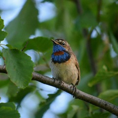 Luscinia svecica svecica