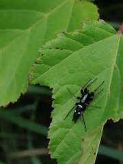 Aphantaulax trifasciata