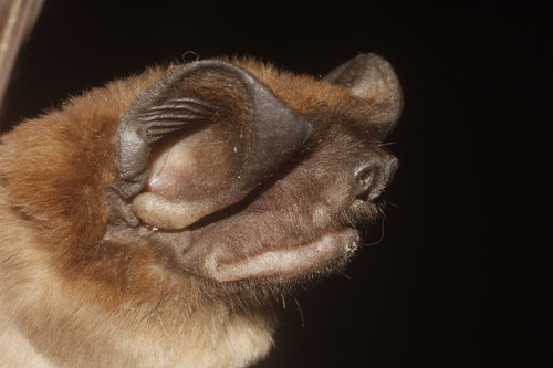 Fierce Bonneted Bat