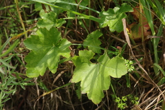 Heuchera alba