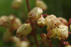 Heuchera alba