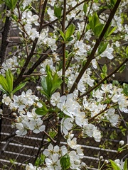 Prunus salicina