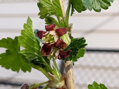 Ribes × nidigrolaria