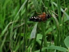 Staphylinus caesareus