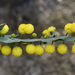 Acacia glaucoptera - Photo (c) Chris Clarke, alguns direitos reservados (CC BY-NC), uploaded by Chris Clarke