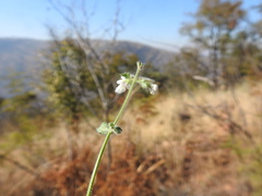 Stachys natalensis