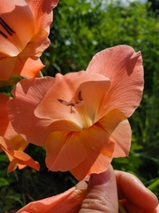 Gladiolus × hortulanus