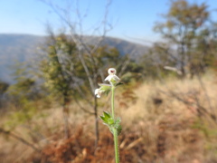 Stachys natalensis