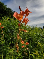 Gladiolus × hortulanus