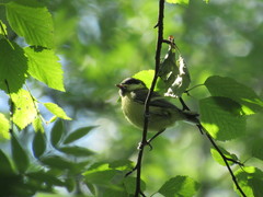 Parus major
