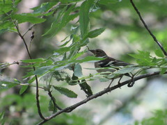 Fringilla coelebs