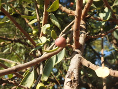 Agelanthus natalitius
