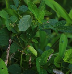 Clitoria annua