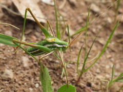 Odontura aspericauda