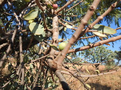 Agelanthus natalitius