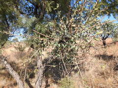 Agelanthus natalitius