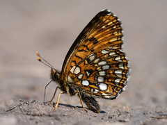 Melitaea diamina