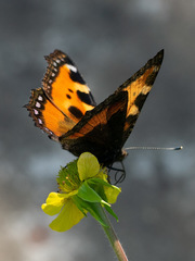 Aglais urticae