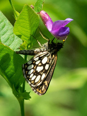 Heteropterus morpheus
