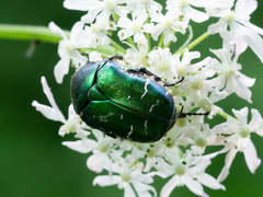 Cetonia aurata