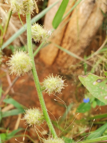 Pupalia lappacea image