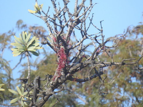 Image of Tapinanthus rubromarginatus by (c) Matthew Fainman, some rights reserved (CC BY)