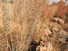 Pogonarthria squarrosa