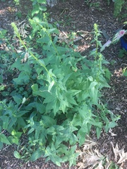Digitalis grandiflora