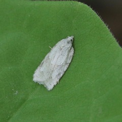 Acleris placidana