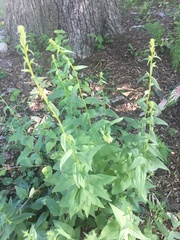 Digitalis grandiflora