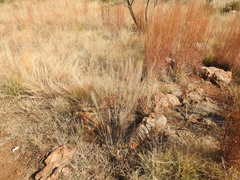 Pogonarthria squarrosa