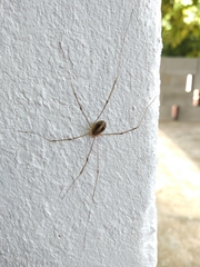 Cosmobunus granarius