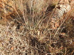 Pogonarthria squarrosa