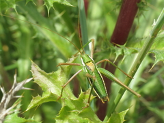 Odontura aspericauda