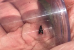 Adela septentrionella