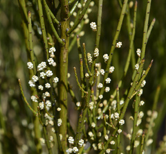 Choretrum glomeratum