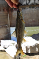 Ptychocheilus oregonensis