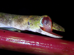 Pseudogekko compresicorpus
