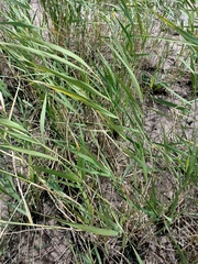 Phragmites australis