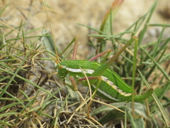 Odontura aspericauda