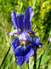 Iris sanguinea
