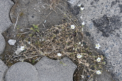 Cerastium regelii