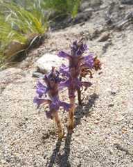 Orobanche coerulescens
